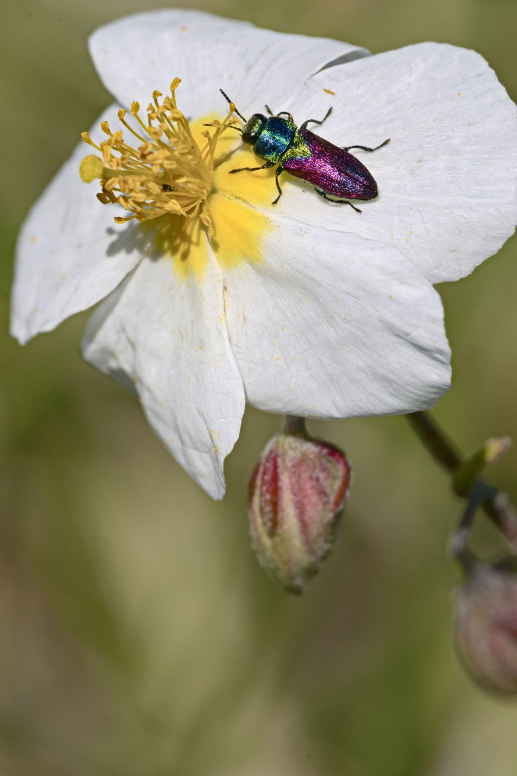 Buprestidae: Anthaxia croesus